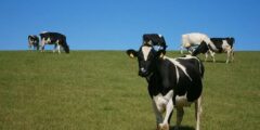 كيفية تحديث بيانات دعم صغار مربي الماشية الجديد 